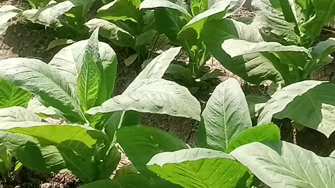 Tobacco crop in our village