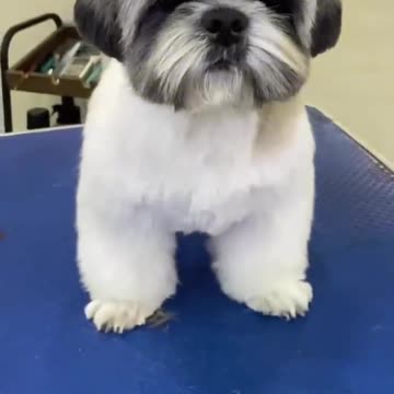 Dog vai sair Miando 😂By_ Junior Borja