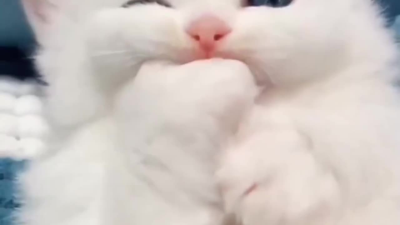 #cat