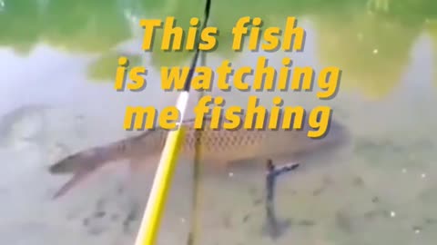 This fish is watching me fishing