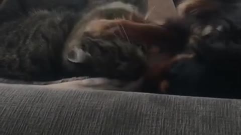 Dog and Cat Kiss Each Other Lovingly