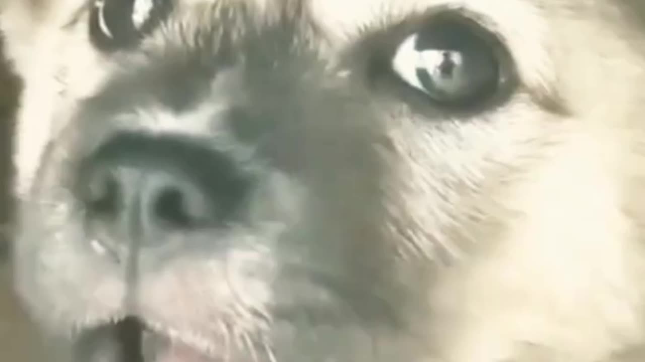 Cute Puppies || Baby Dog || Animal video || cute animal baby puppy dog