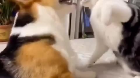 Cat and dog funny moments