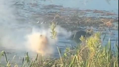 This is a beautiful and charming water-dwelling species