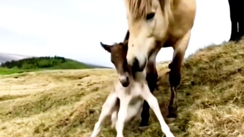 The world of wild horse🐴🐴❤️.