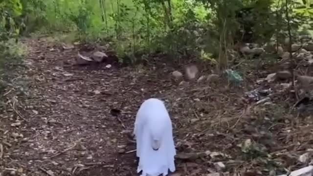 Halloween#dog
