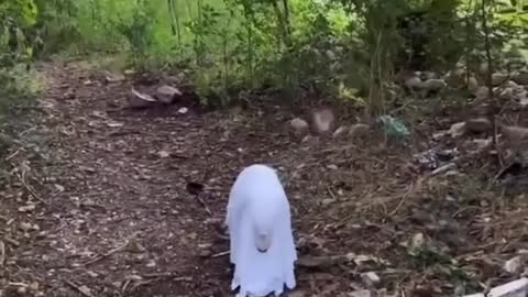 Halloween#dog