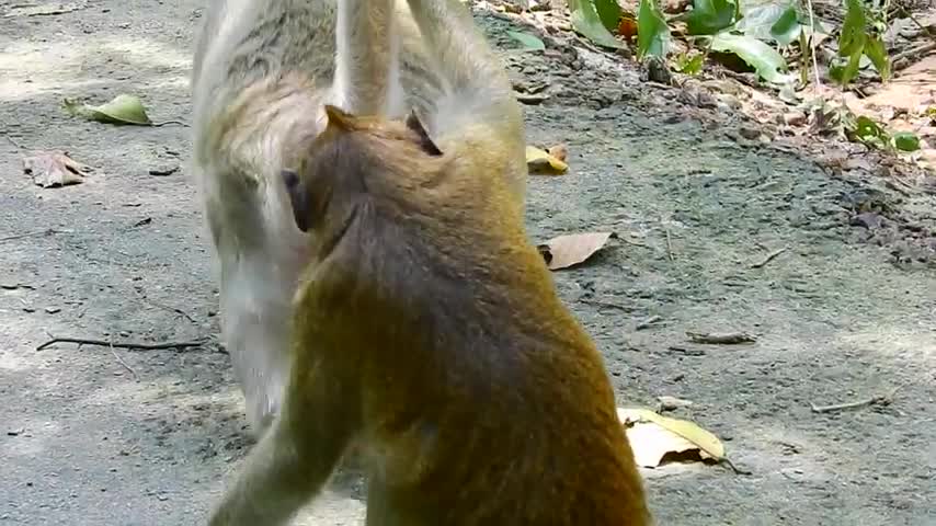 Even sleep monkey dream see breed baby monkey ( 480 X 854 )