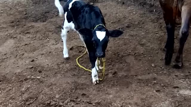 The calf has just been born and is jumping and its mother is loving it