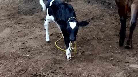 The calf has just been born and is jumping and its mother is loving it