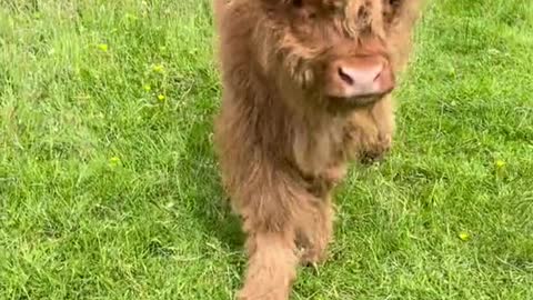 Cute little cow