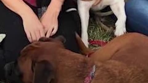 Dog Needs High Chair To Eat Until He Surprises Everyone | The Dodo