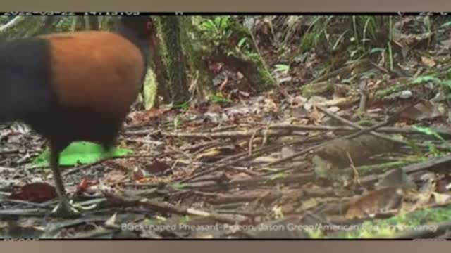 Species langka burung merpati kepala hitam