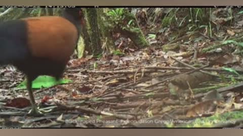 Species langka burung merpati kepala hitam