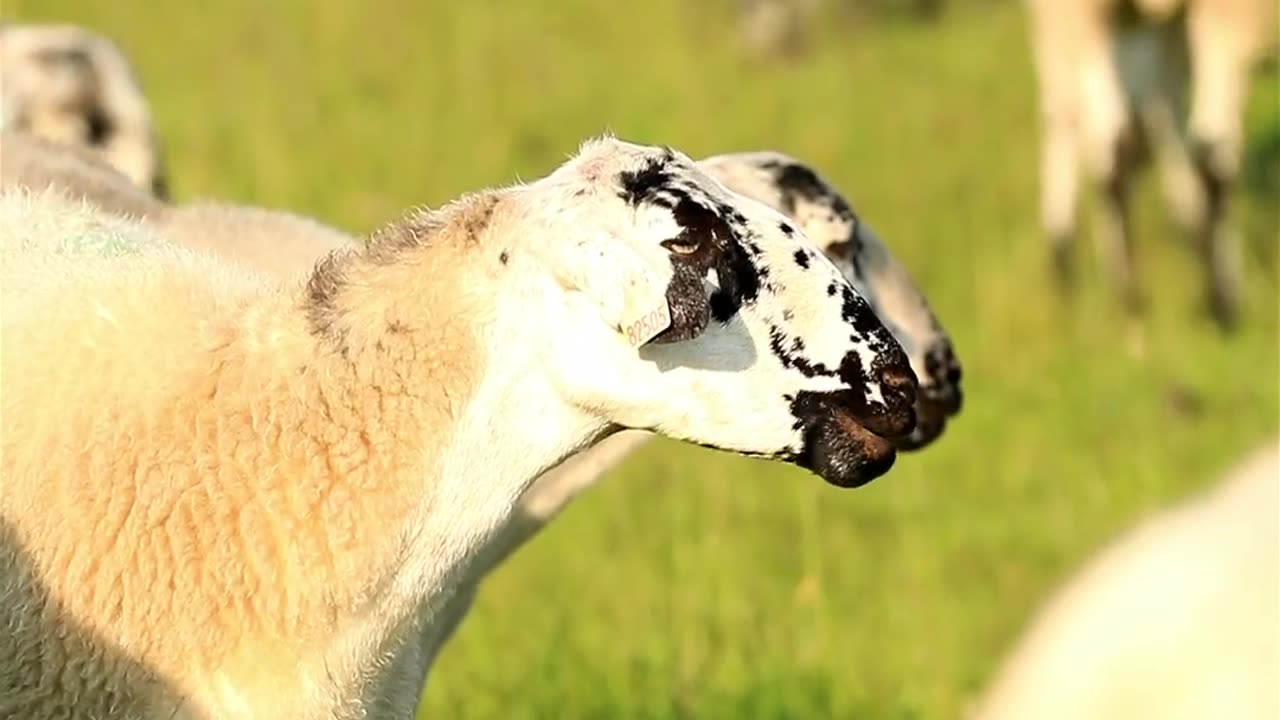 Animal video