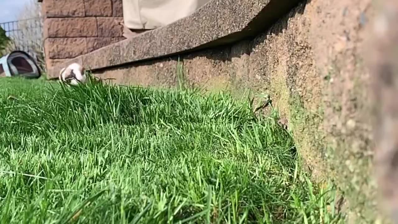 American guinea pig who won't let the grass grow under his feet 🐹💥