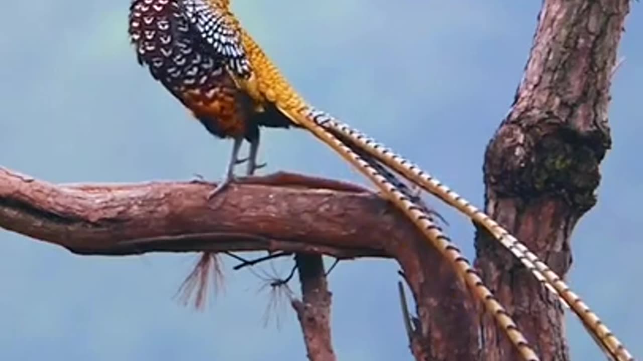 The White Crowned Long Tailed Pheasant #shorts #viral #shortsvideo #video