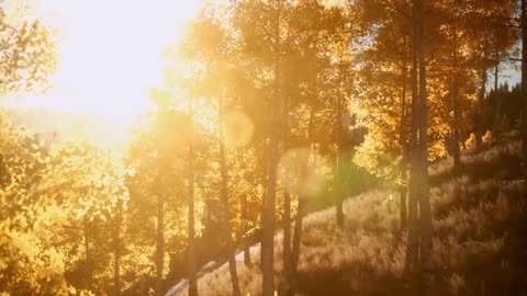 Enchanting Autumn Forests with Beautiful Piano Music