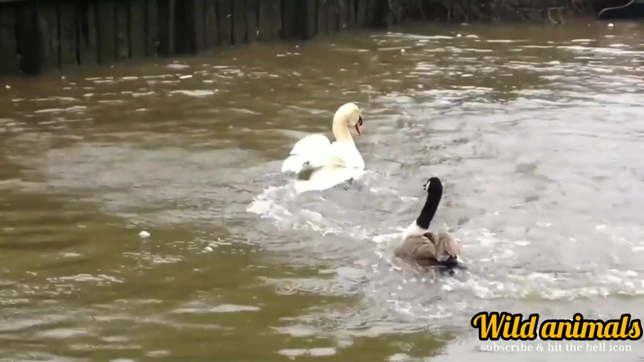 Cute and funny animals video