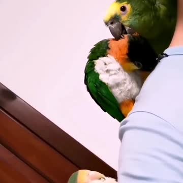 ❤️Parrot i live you❤️❤️❤️