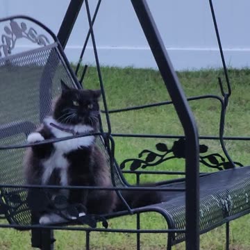 Fluffy Mae wants to swing.