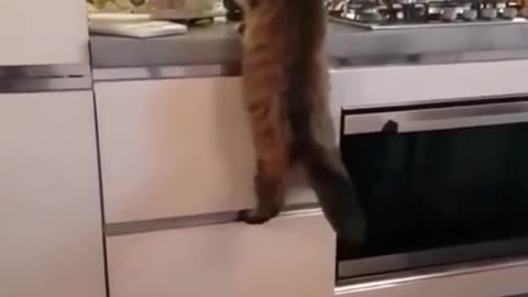 THIS CAT IS SERIOUSLY IN LOVE 🥰