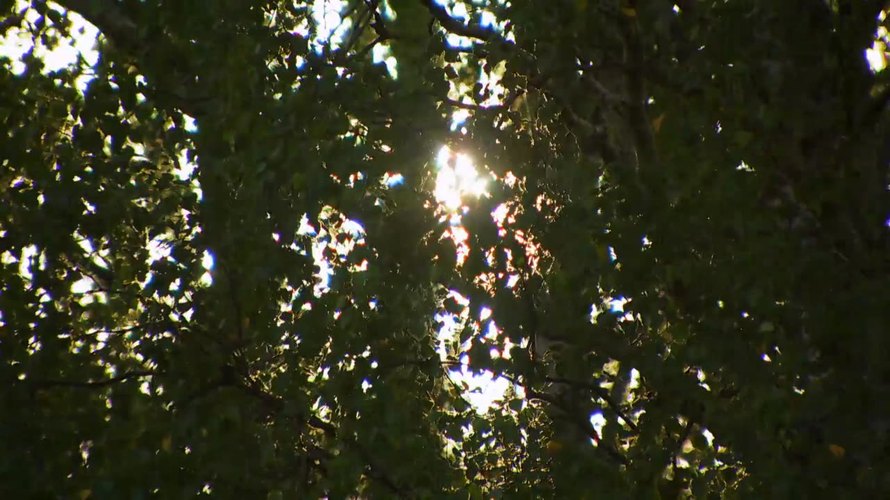 Robinson S20E42