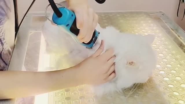 Funny Cat Attacks Groomer