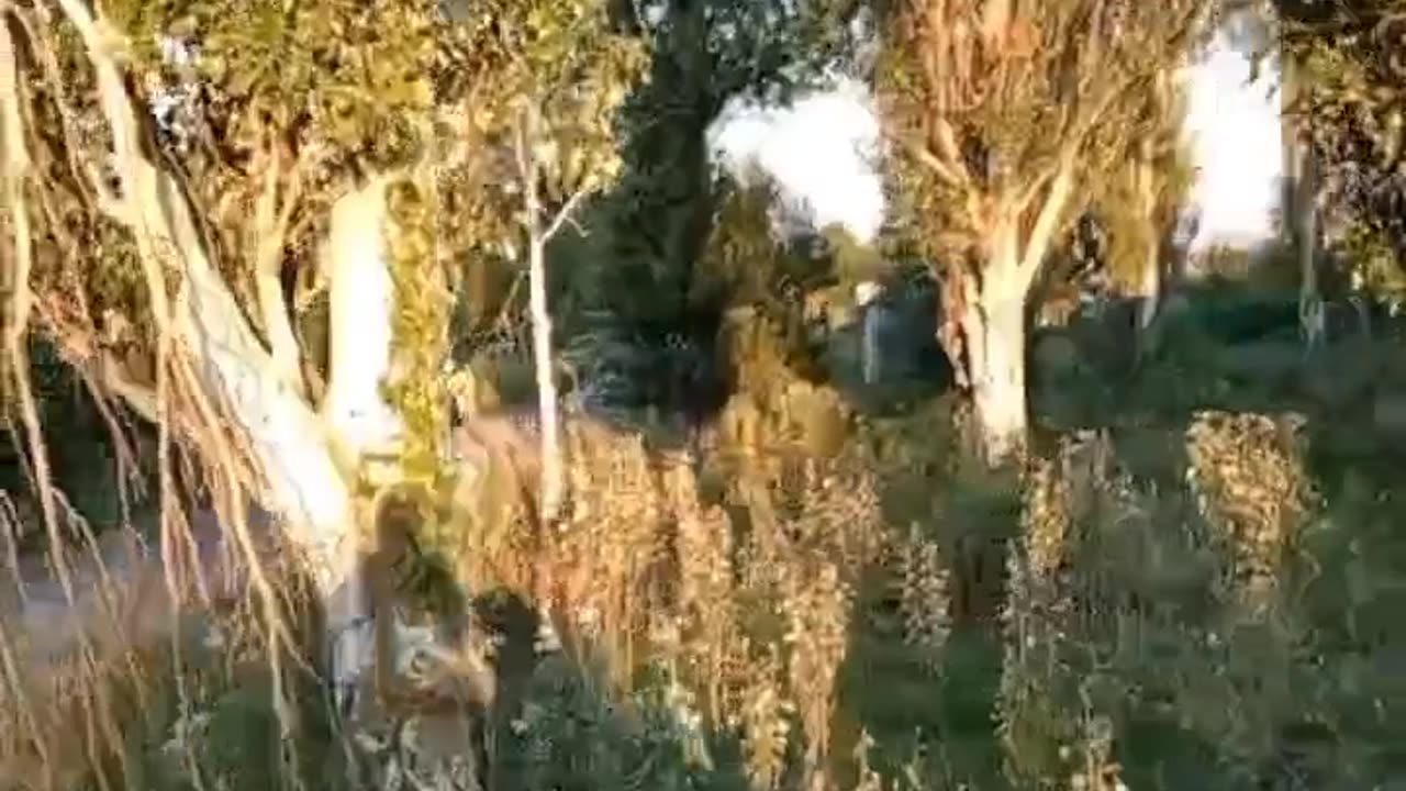 Russian 37th Brigade are towing a captured MRAP.