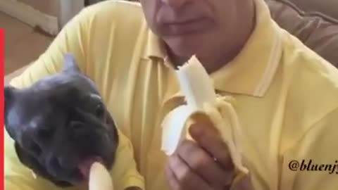Frenchie and Daddy love eating lunch together | LADbible