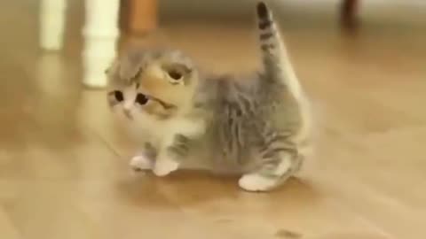 Cute cat