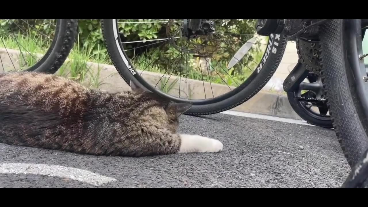 Little campus cat.