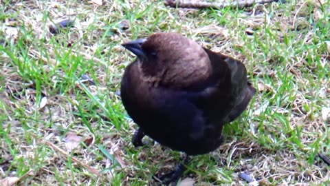 Cowbird