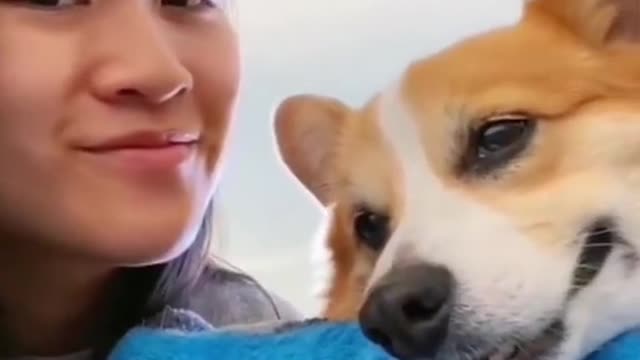 funnyvideo#cute#dog