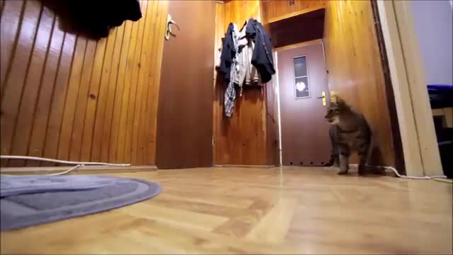 Cat Misses His Owner and He's Happy When Owner is Back - Funny Ending!