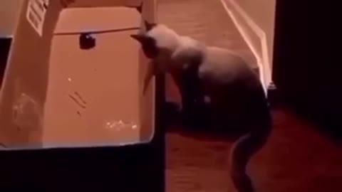 Some animals most funniest moments😂 (MUST WATCH)