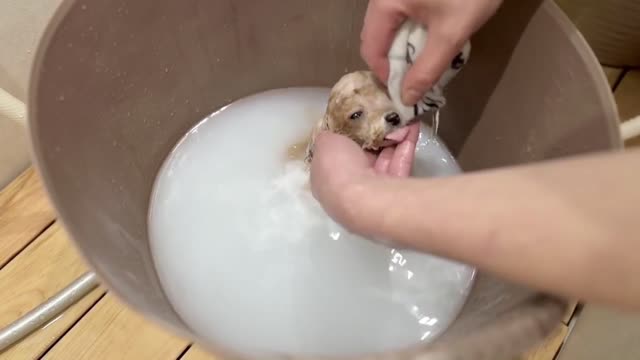 puppy taking a bath