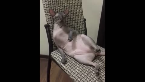 Sphinxes Cats - Clowns of Life. Funny Cats. Videos about Cats and about Cats