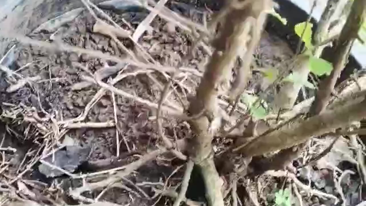 Chinese privets species of privets