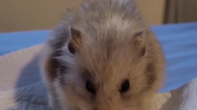 Nom Nom 🌽 🐹