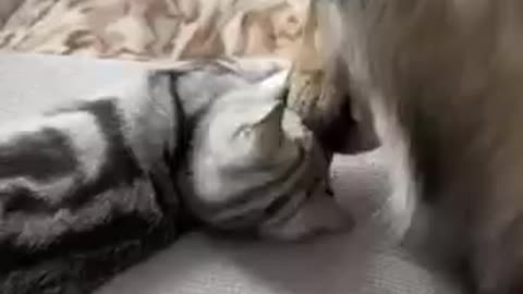 Cat And Dog Friendship Dog And Cat Pure -Love Daily Animals SHORTS!