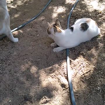 Egyptian cat playing on the sand