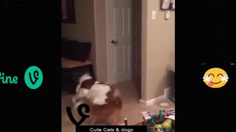 Funny animals video 🤣🤣🤣🤣