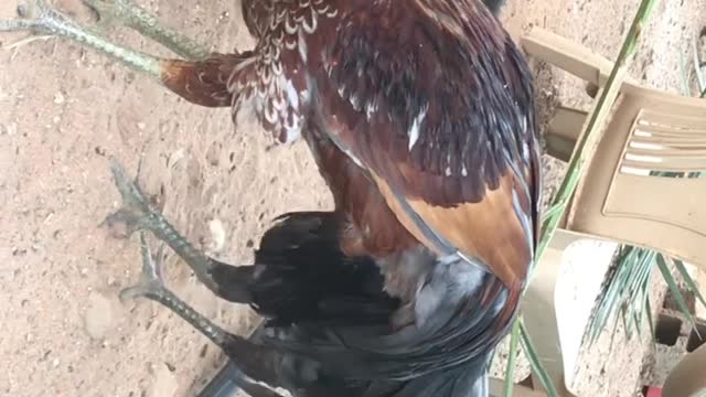 Yoko chicken - new breed