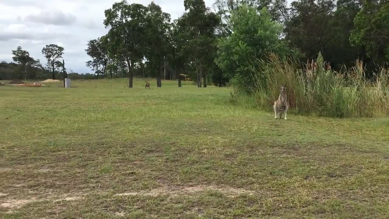 Kangeroo