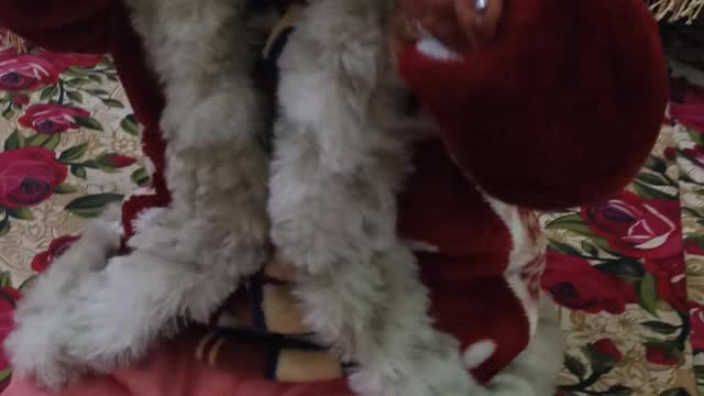 Cute baby is trying to put glasses on her eyes