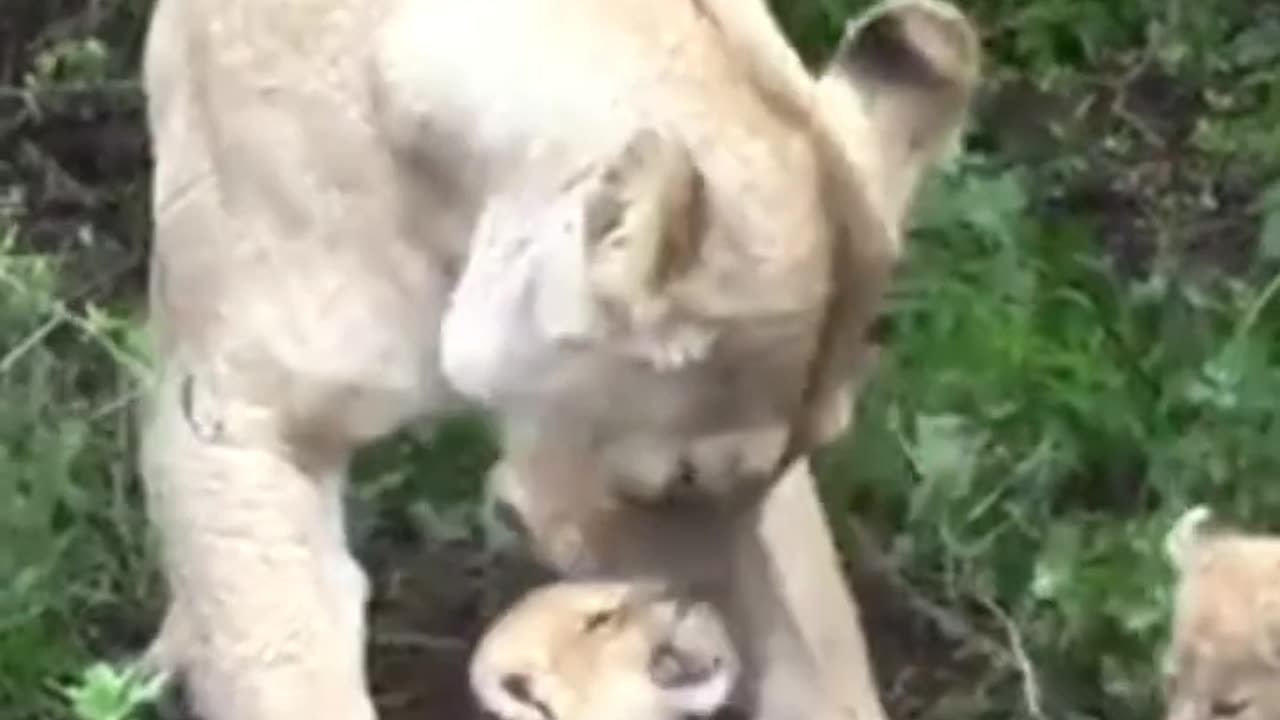 Lioness mother Bite her Baby , struggles !