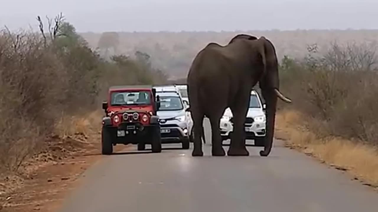 win over the elephants blocking the road