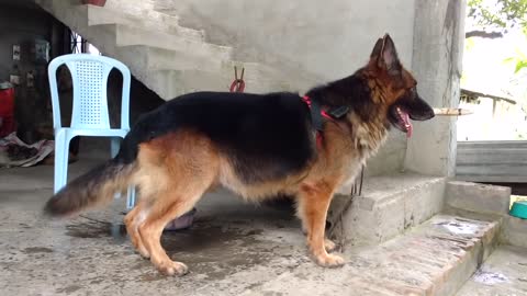 German Shepherd barking