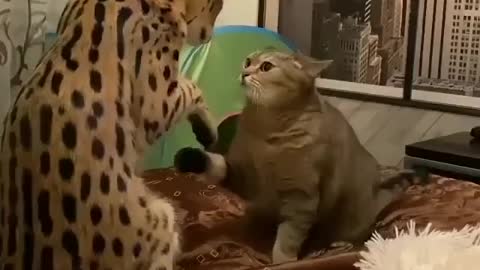 Funny Cats